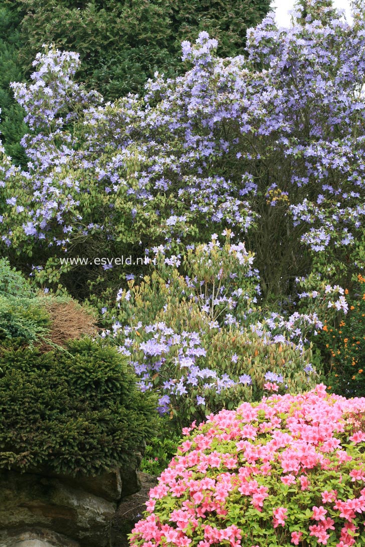 Rhododendron augustinii
