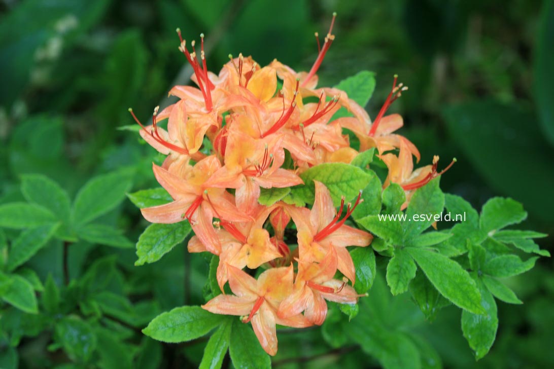Rhododendron calendulaceum