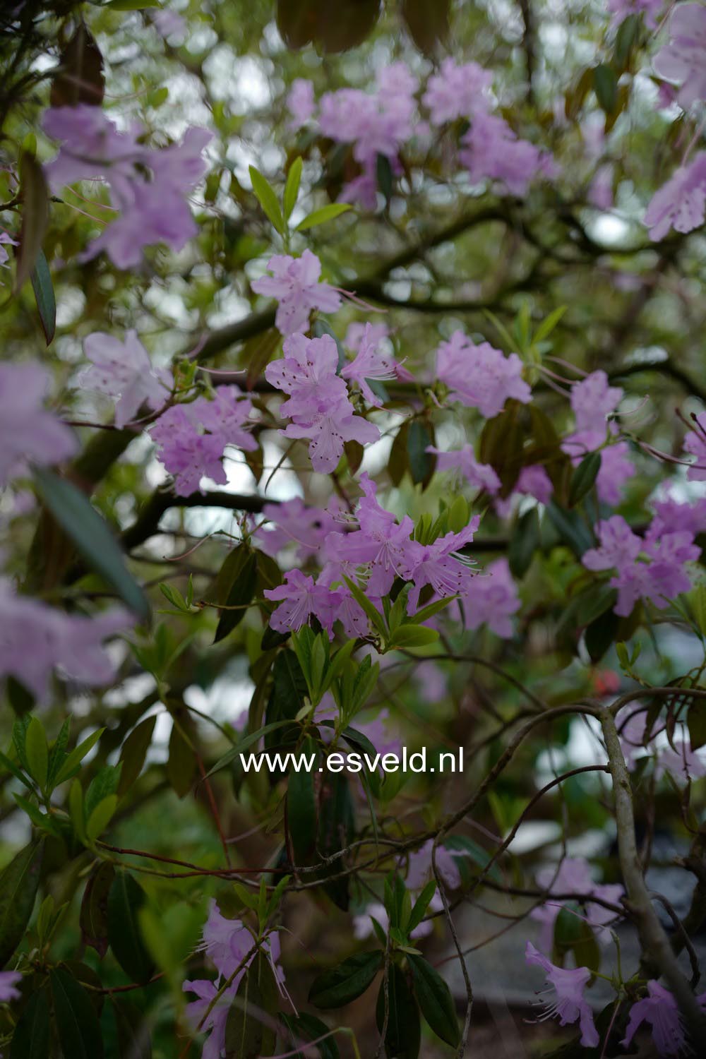 Rhododendron davidsonianum 'Lucky Hit'