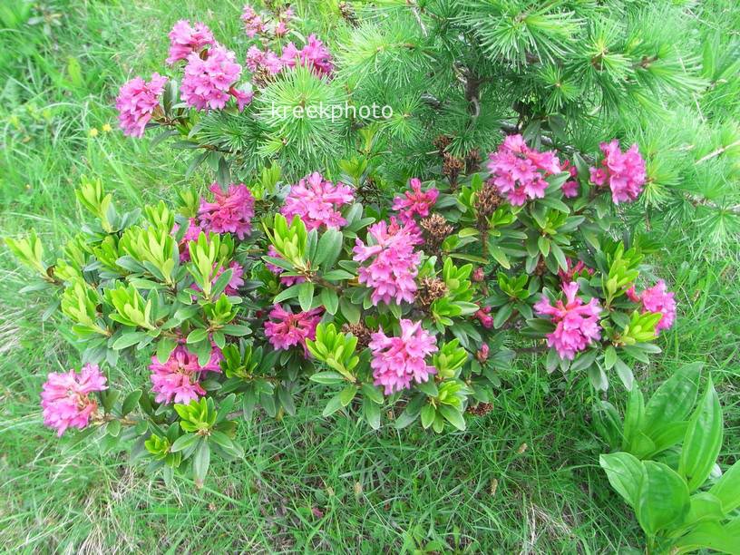 Rhododendron ferrugineum