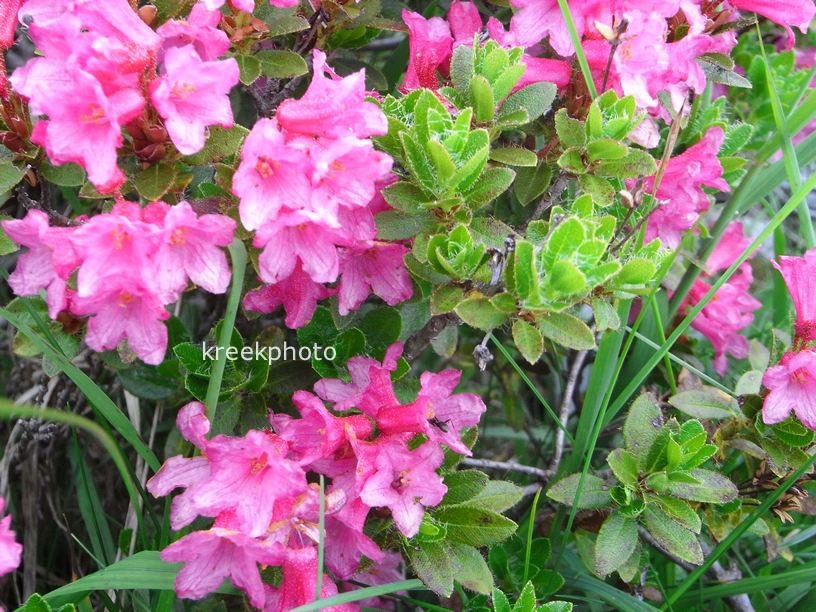 Rhododendron hirsutum