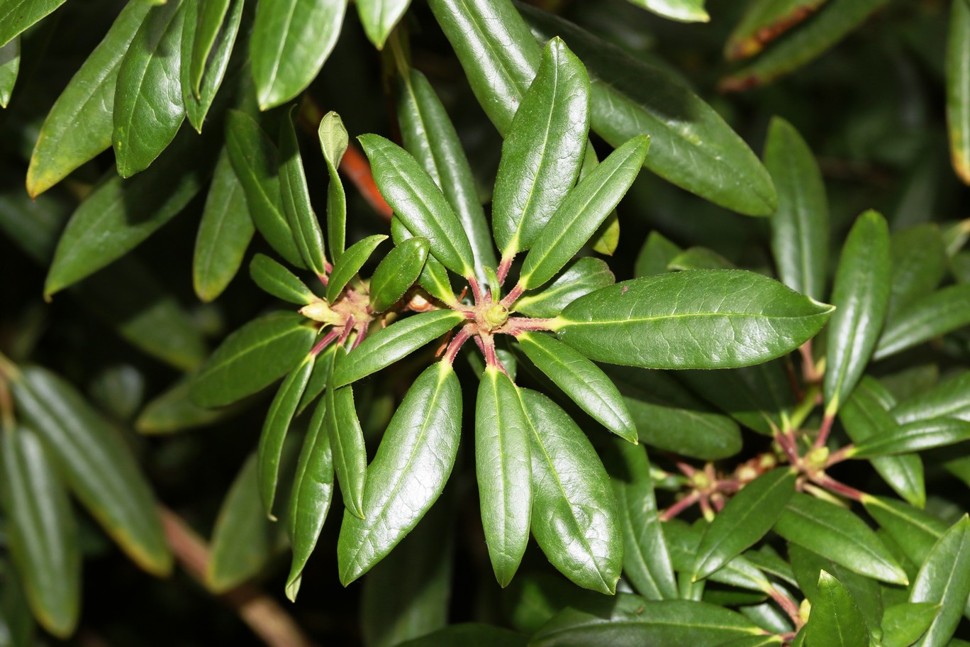 Rhododendron hyperythrum