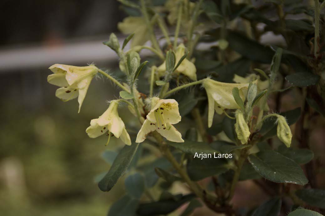 Rhododendron lepidostylum