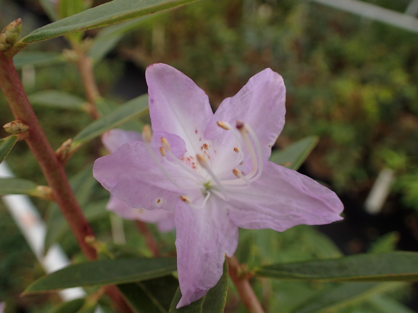 Rhododendron lochmium