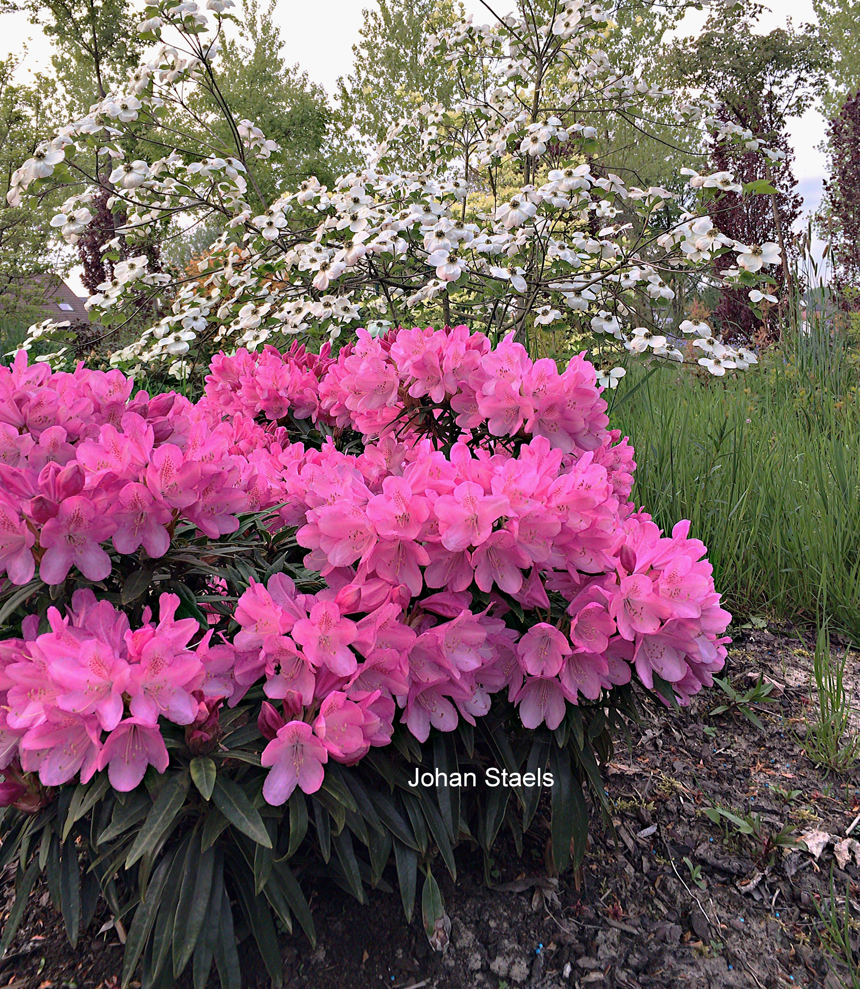 Rhododendron ponticum 'Graziella'