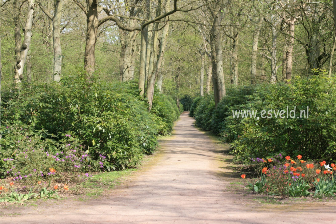 Rhododendron ponticum