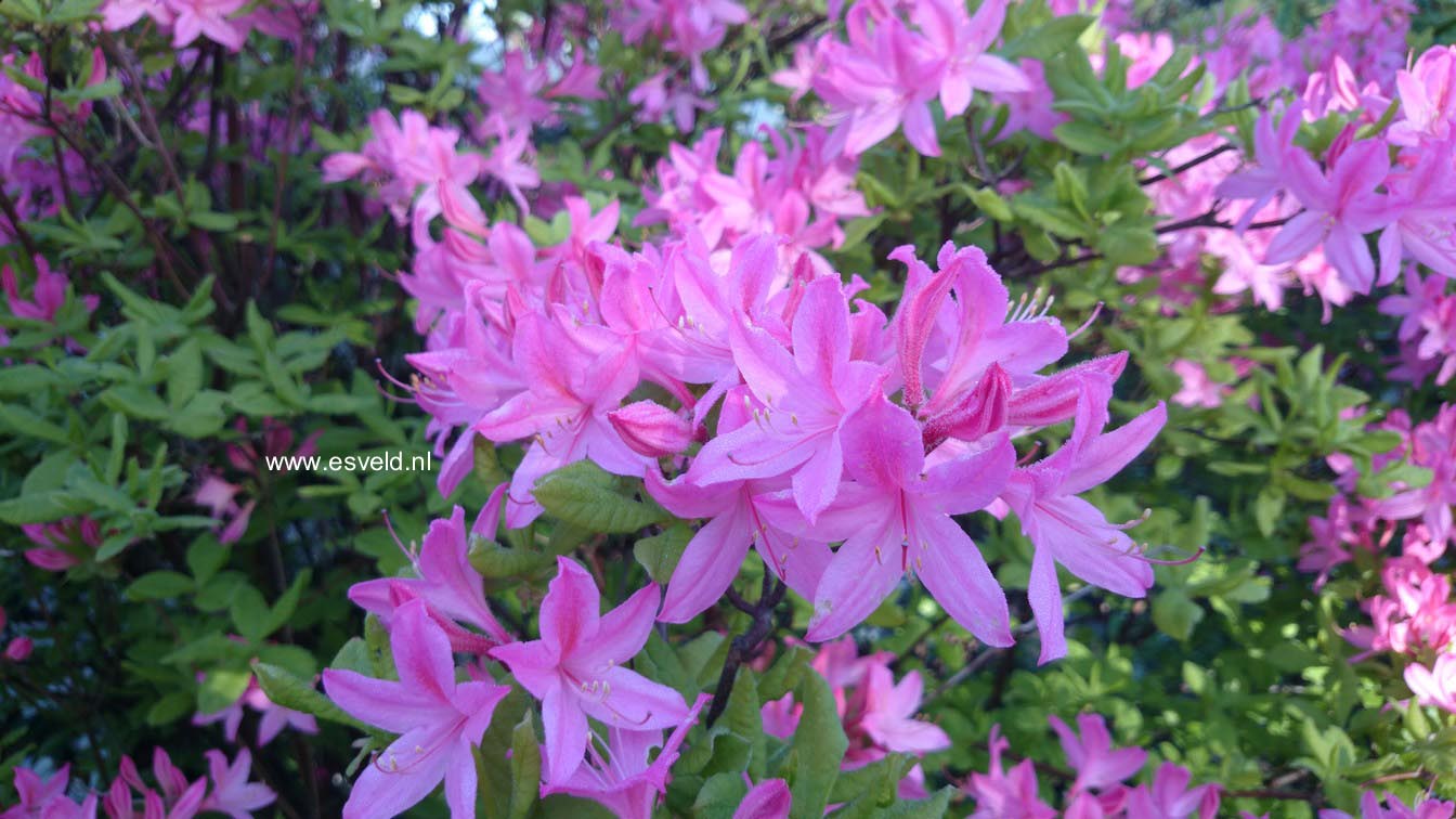 Rhododendron prinophyllum