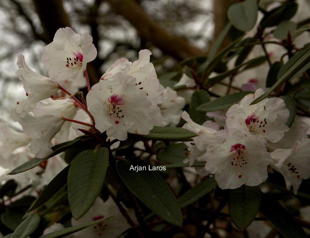 Rhododendron pseudochrysanthum