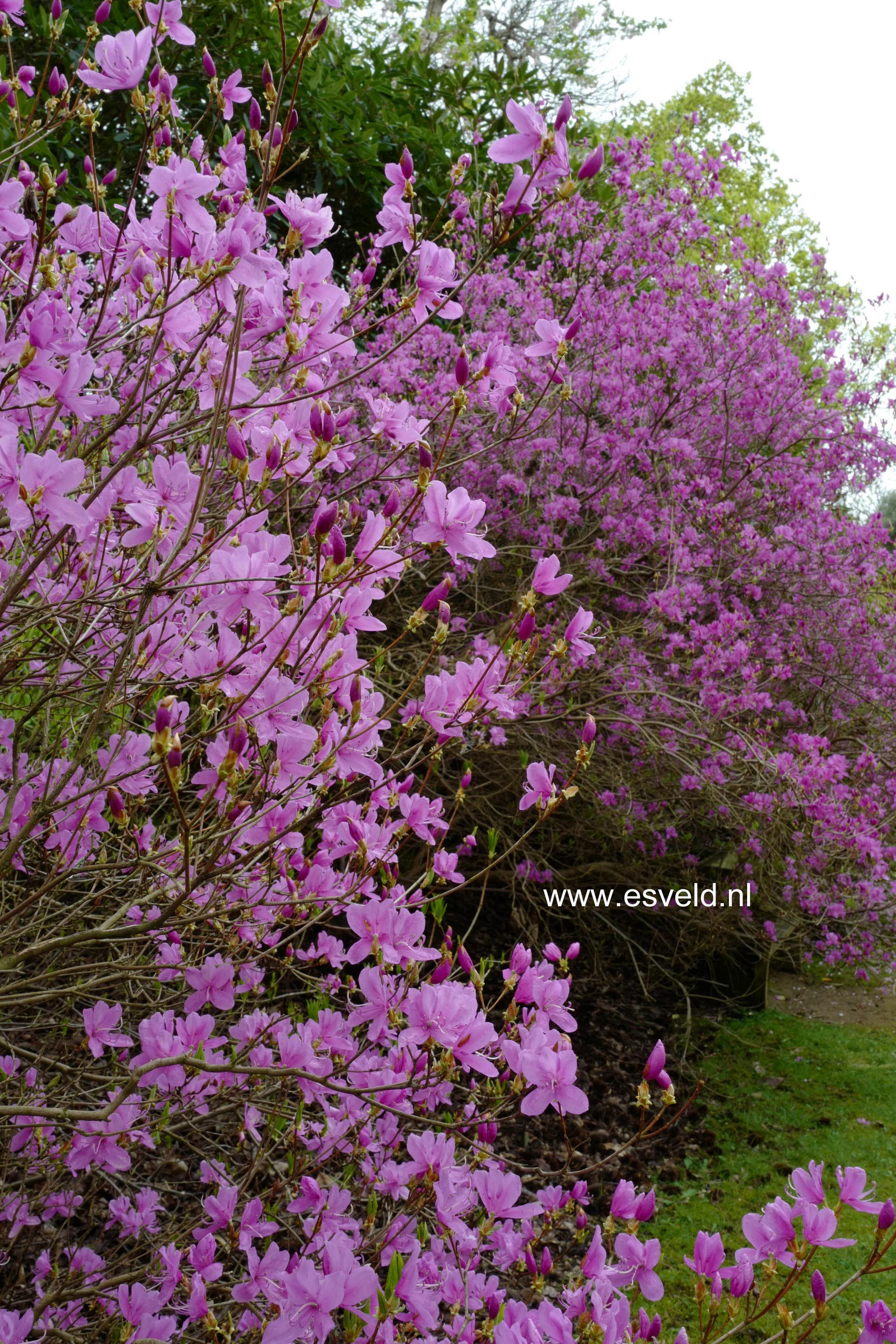 Rhododendron reticulatum