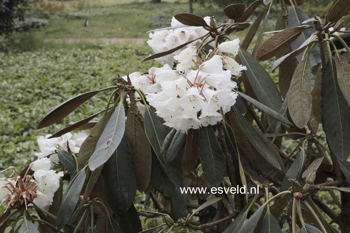 Rhododendron rex