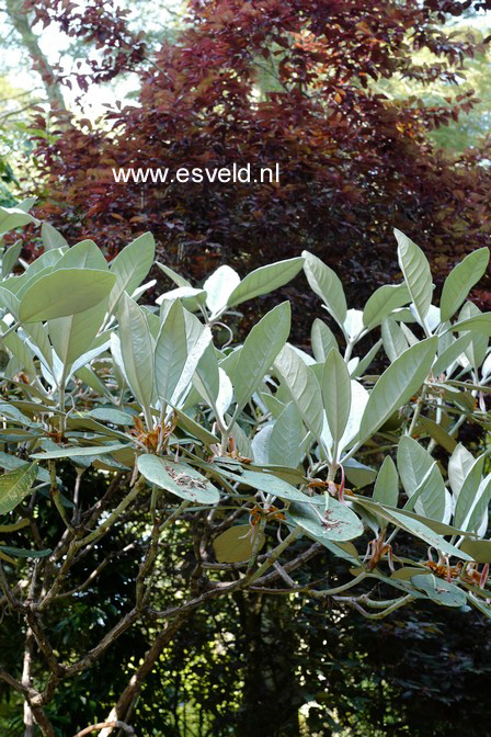 Rhododendron sinogrande