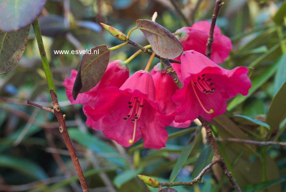 Rhododendron thomsonii