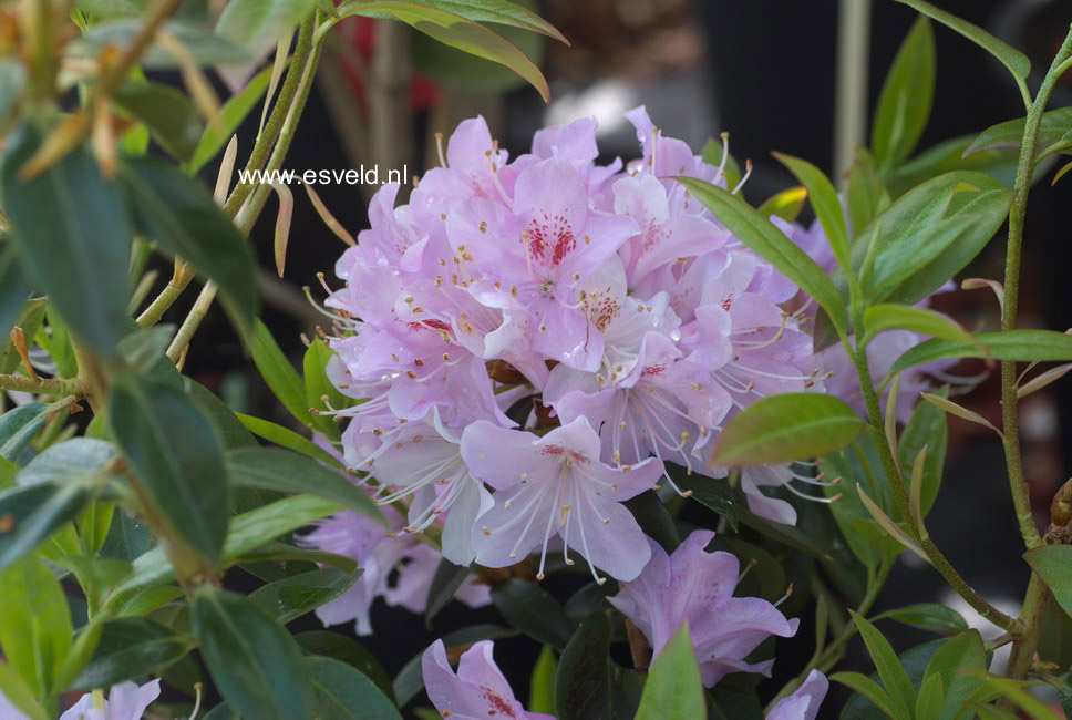 Rhododendron yunnanense