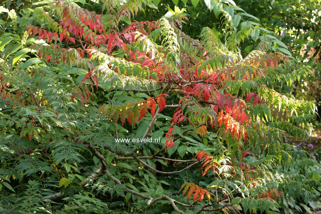 Rhus typhina 'Dissecta'