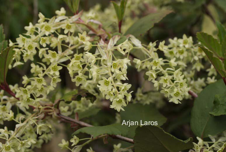 Ribes laurifolium