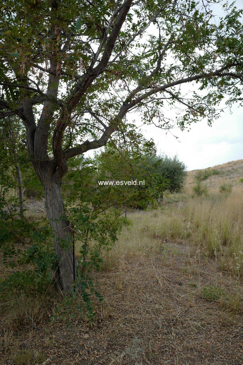 Robinia pseudoacacia