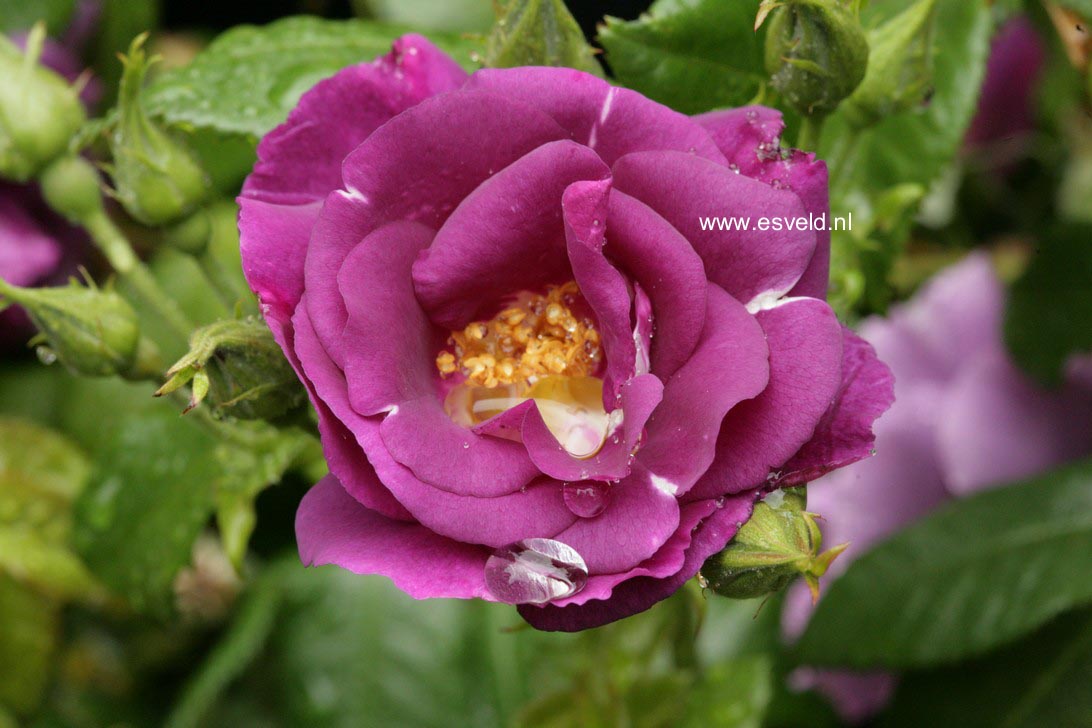 Rosa 'Frantasia' (RHAPSODY IN BLUE)
