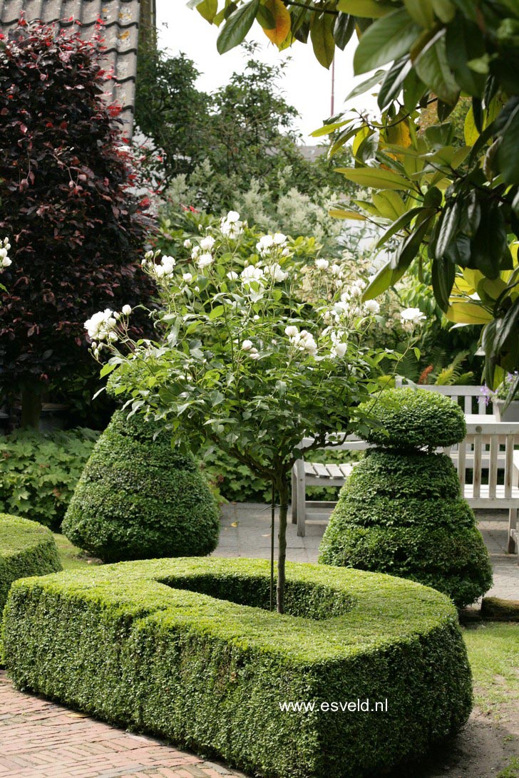 Rosa 'Schneewittchen' (KORBIN)