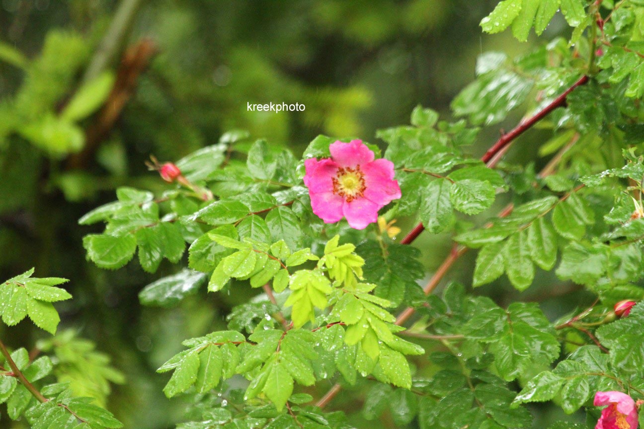 Rosa pendulina