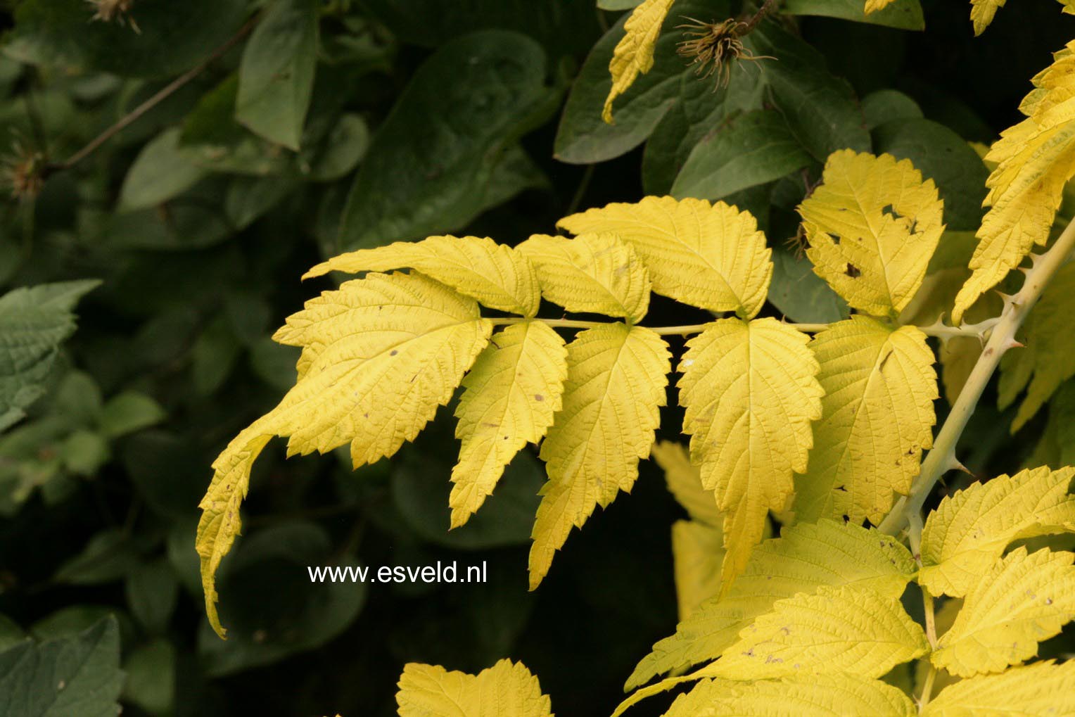 Rubus cockburnianus 'Wyego' (GOLDEN VALE)