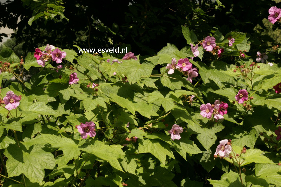 Rubus spectabilis