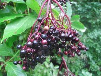 Sambucus nigra