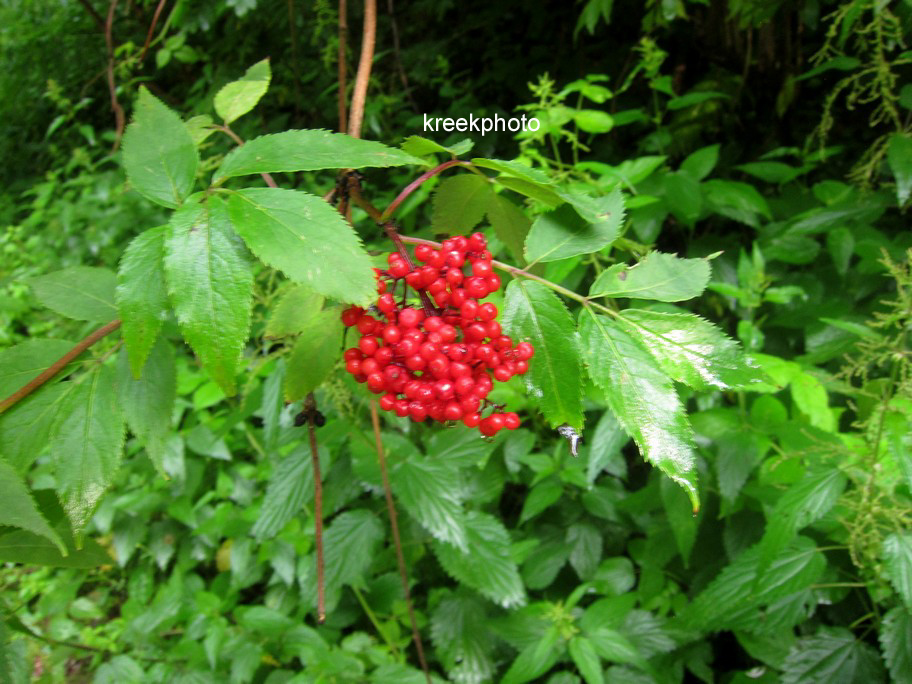 Sambucus racemosa