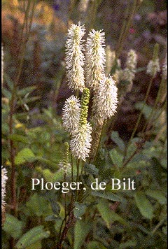 Sanguisorba canadensis
