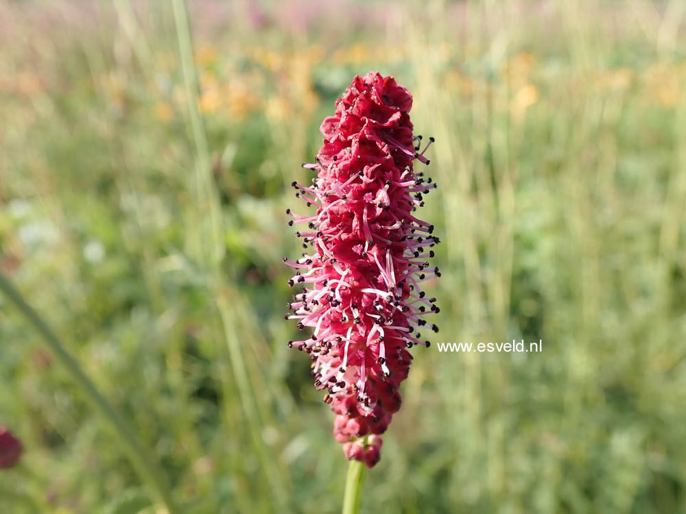 Sanguisorba officinalis 'Pink Tanna'