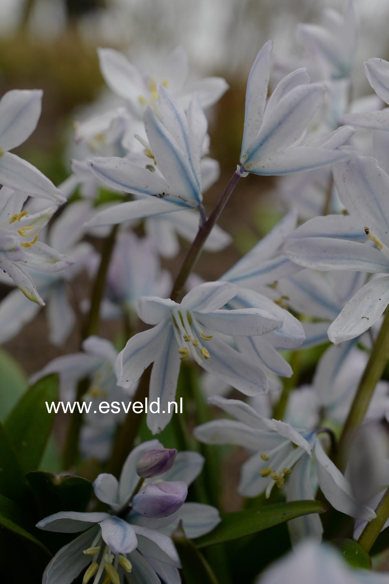 Scilla mischtschenkoana