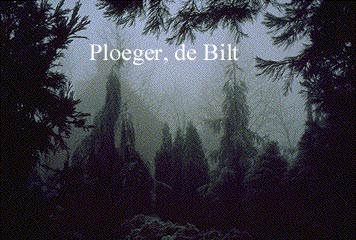 Sequoiadendron giganteum 'Pendulum'