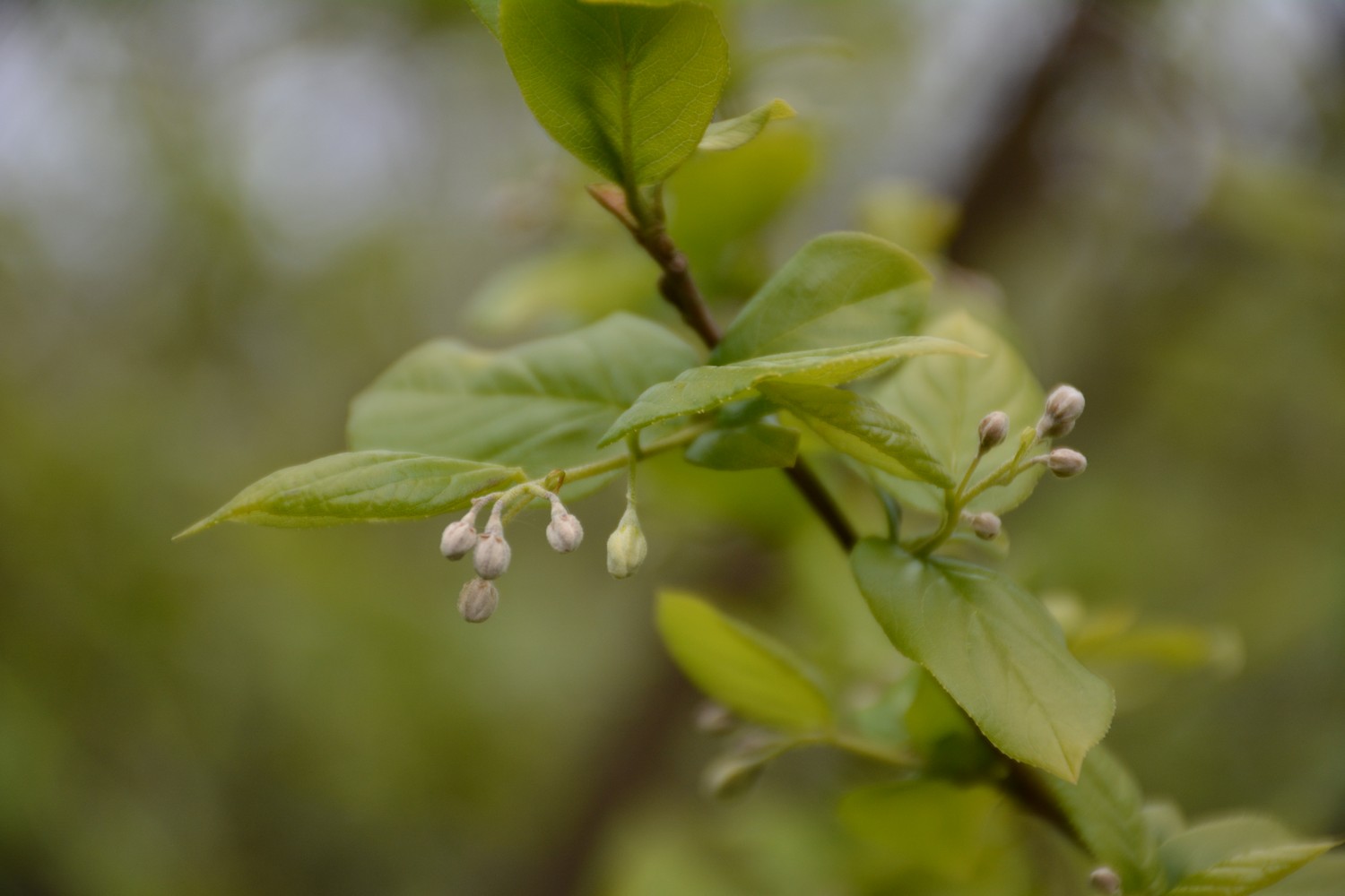 Sinojackia xylocarpa