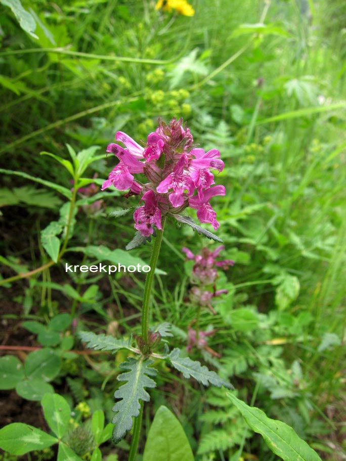 Stachys officinalis