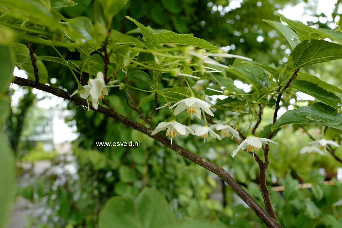 Styrax hookeri var. yunnanensis
