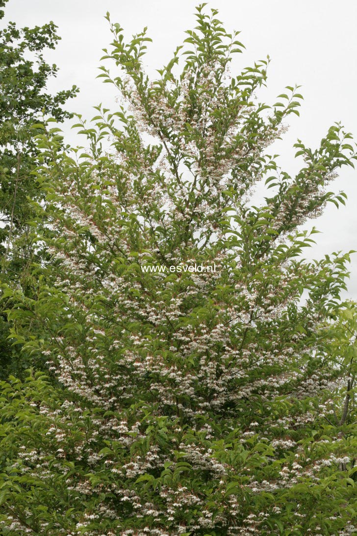 Styrax japonicus 'Peter Pan'