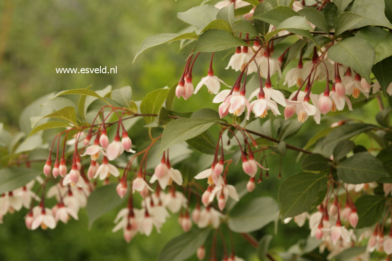 Styrax japonicus 'Pink Snowbell'