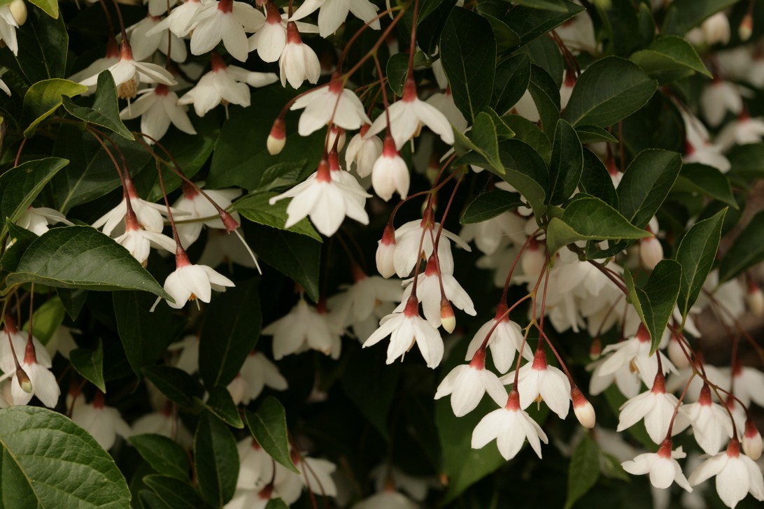 Styrax japonicus f. pendulus