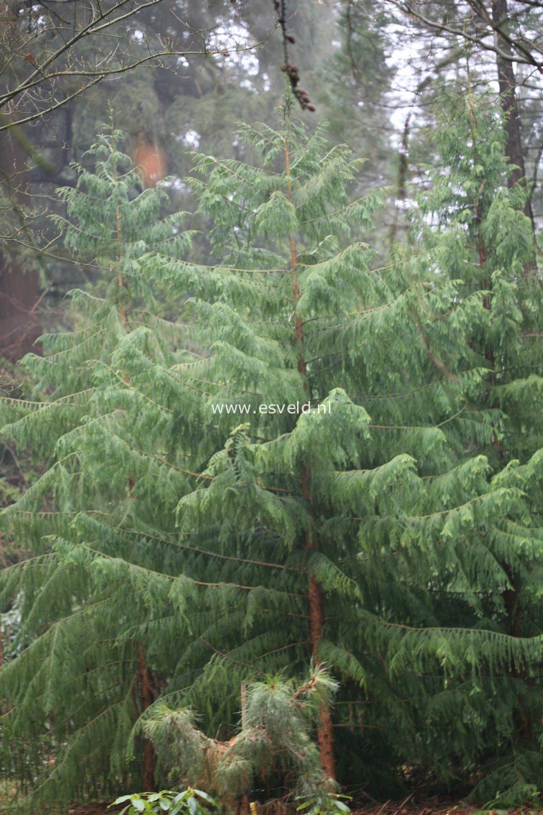 Taiwania cryptomerioides