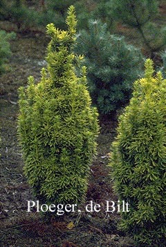 Taxus baccata 'David'