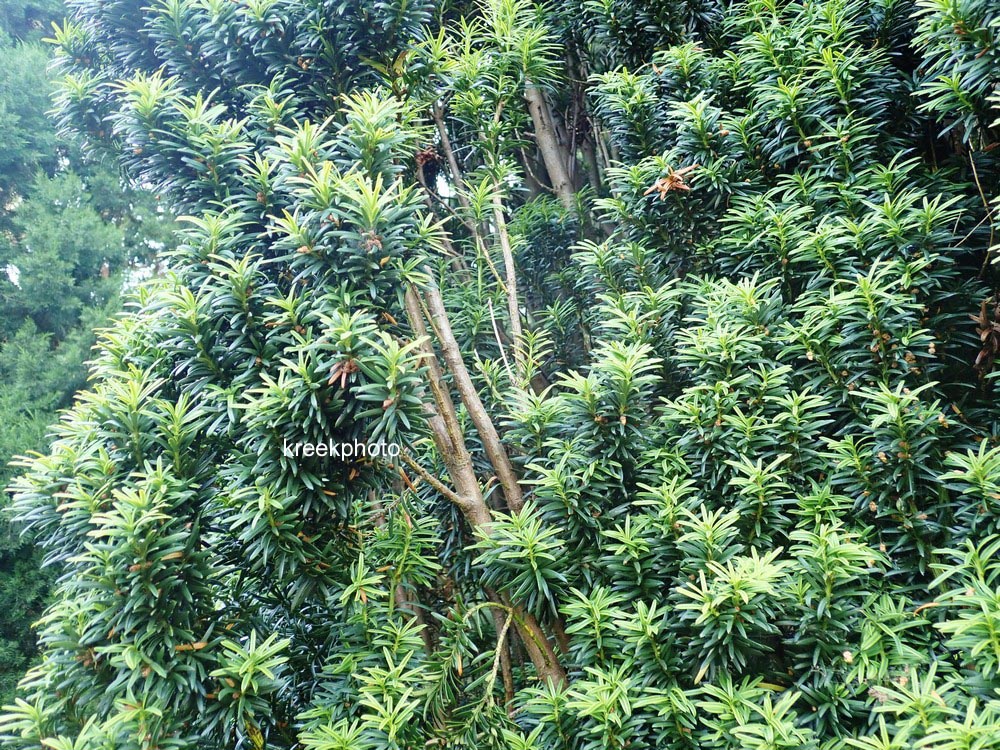 Taxus baccata 'Fastigiata Aurea'