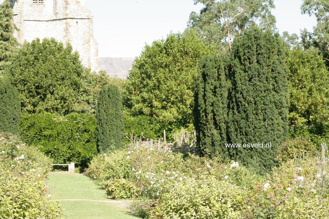 Taxus baccata 'Fastigiata'