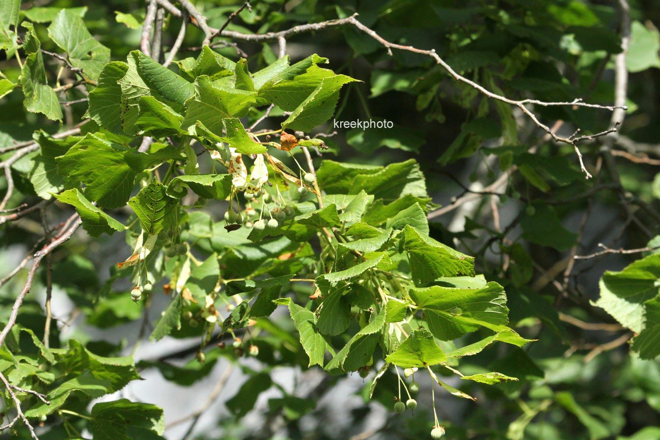Tilia cordata