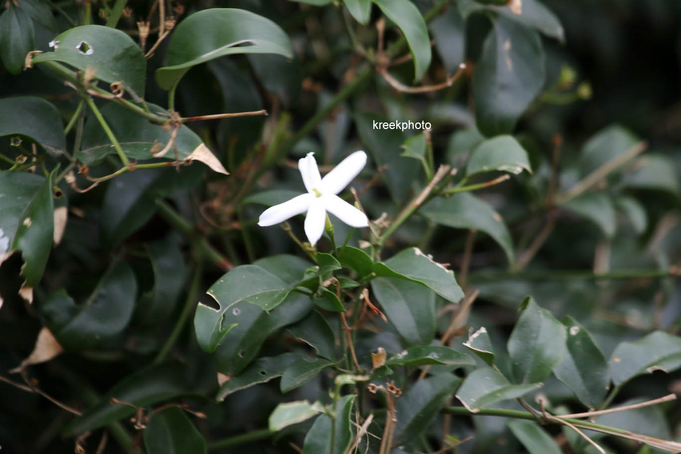 Trachelospermum jasminoides