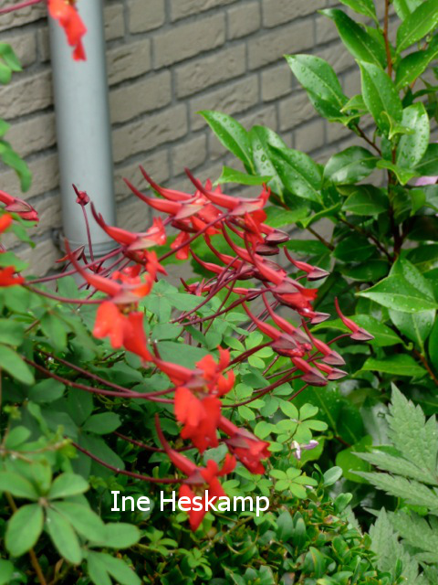 Tropaeolum speciosum