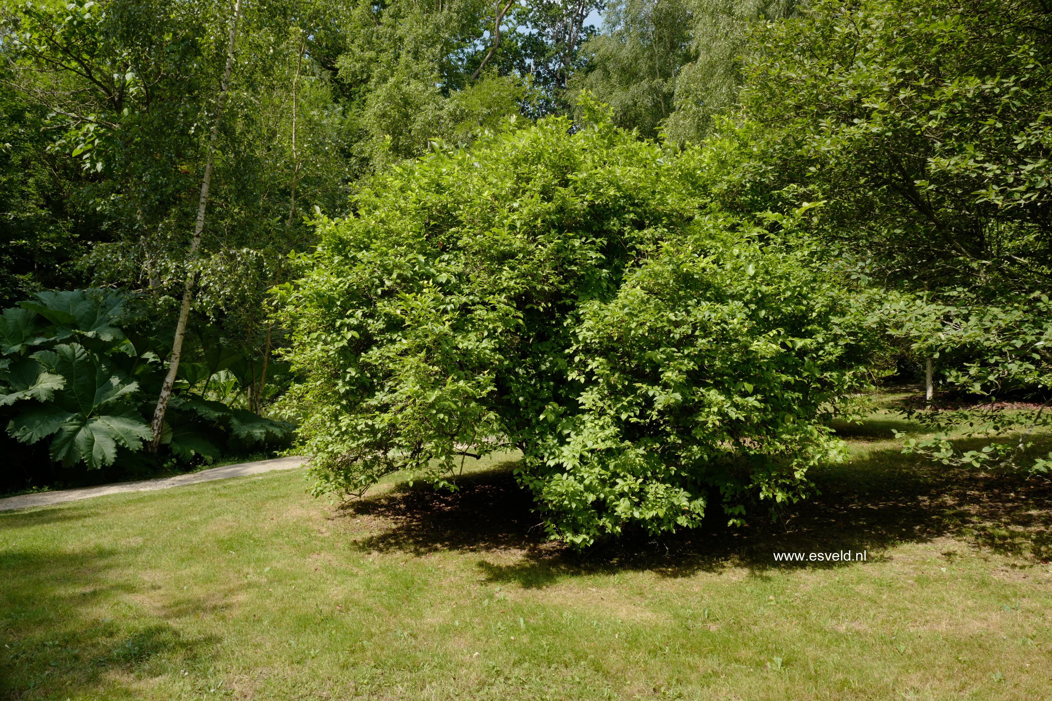 Vaccinium corymbosum