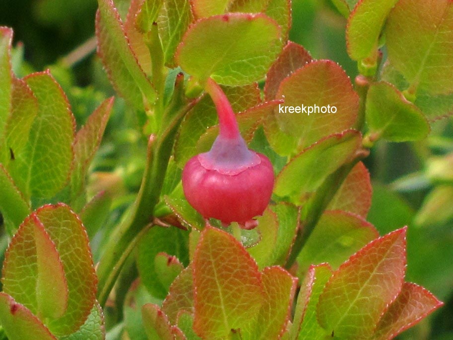 Vaccinium myrtillus