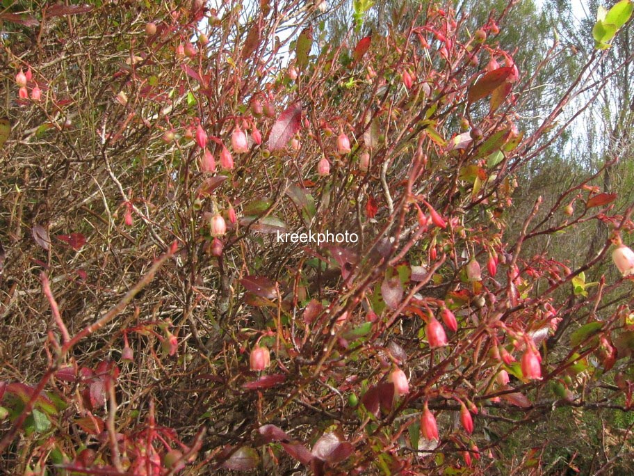 Vaccinium padifolium