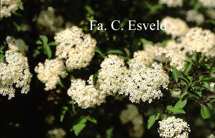 Viburnum 'Royal Guard'