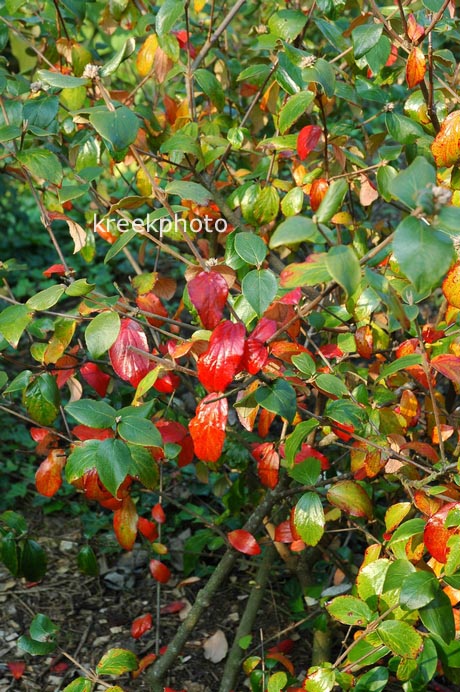 Viburnum burkwoodii 'Park Farm Hybrid'