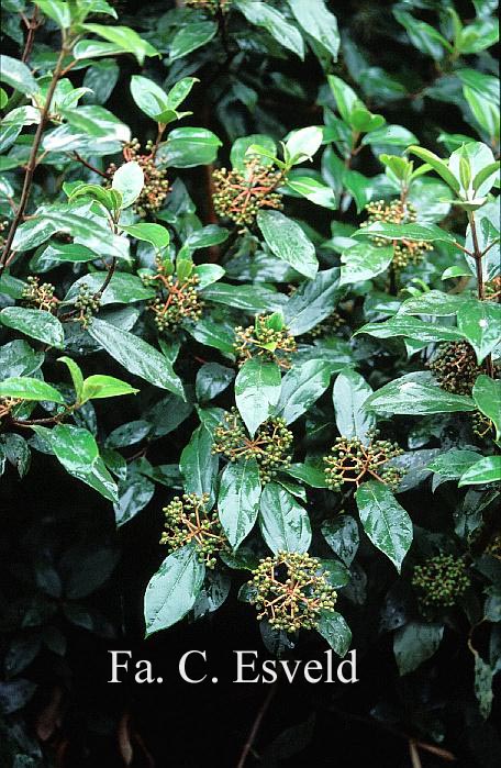 Viburnum cylindricum